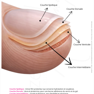 shemas de l'ongle pour prothesiste ongulaire. Extrait du livre "les fondamentaux" par Ezella Nail Academy a lille.